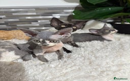 Devon Rex cats for sale: Devon Rex Kittens  - Image 24