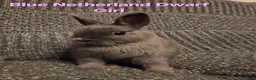 Netherland Dwarf rabbits for sale: Himalayan Netherland Dwarf BOY & Blue GIRL - Advert 13