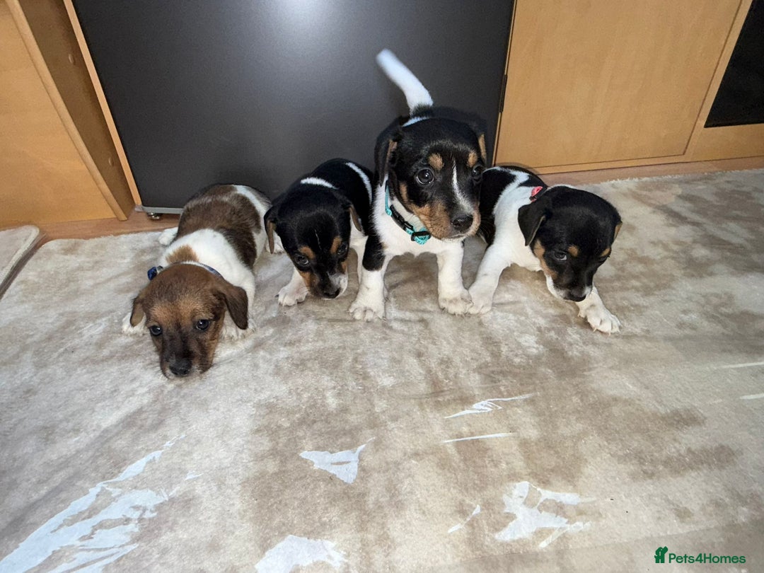 Jack Russell dogs for sale: Traditional jack russel pups tri coloured  - Image 2