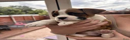Boxer dogs for sale: Female Boxer Puppy - Advert 4