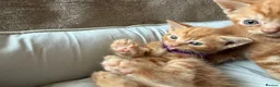 British Shorthair cats for sale: Gorgeous Ginger Kittens - Ready to leave in Mansfield - Advert 7