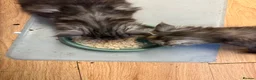 Maine Coon cats for sale: Maine coon kittens  - Advert 18