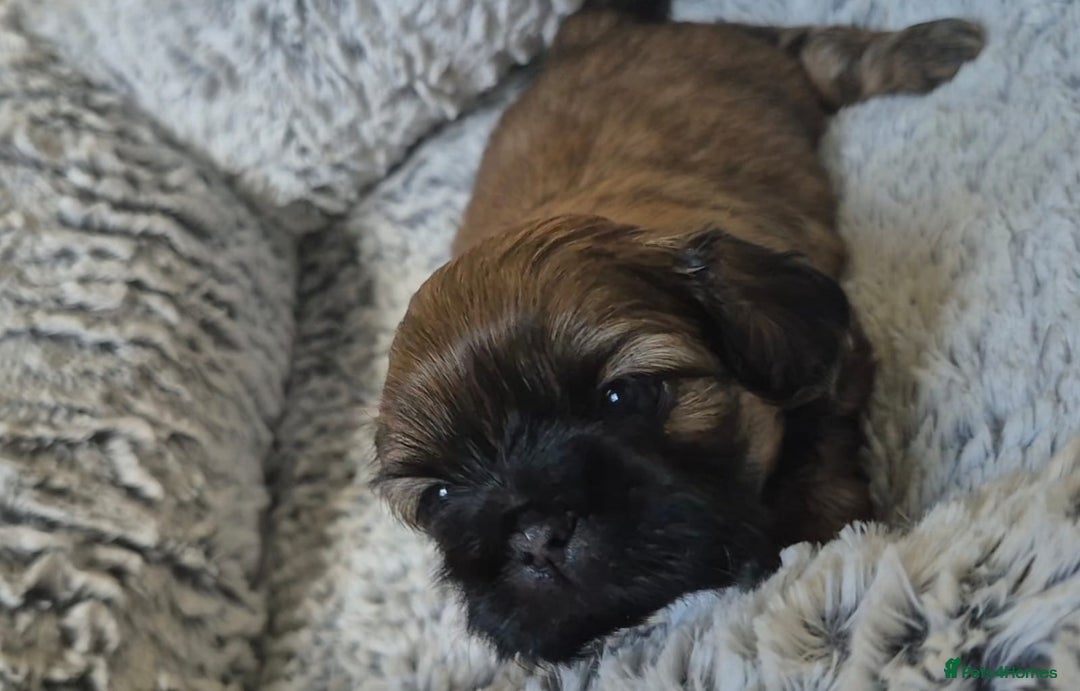 Shih Tzu dogs for sale: Imperial Shih Tzu- 1 beautiful girl❤️  - Advert 38