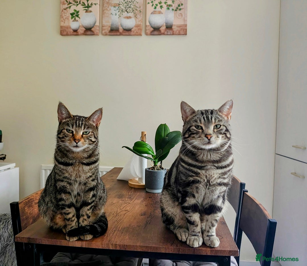 Mixed Breed cats for sale: Bengal Marble & British Shorthair  - Advert 16