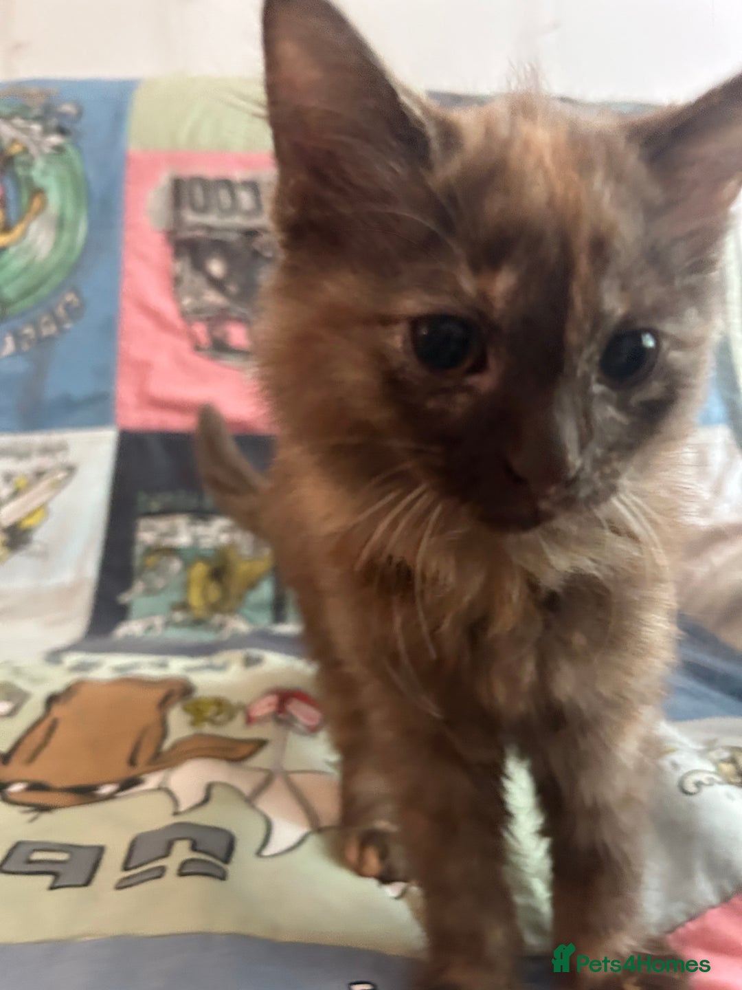 Mixed Breed cats for sale: 5 Beautiful, Fluffy Kittens For Sale! - Image 2