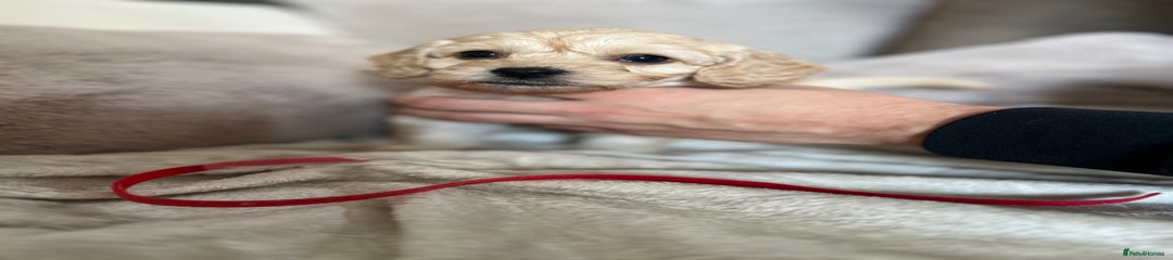 Cockapoo Puppy 5