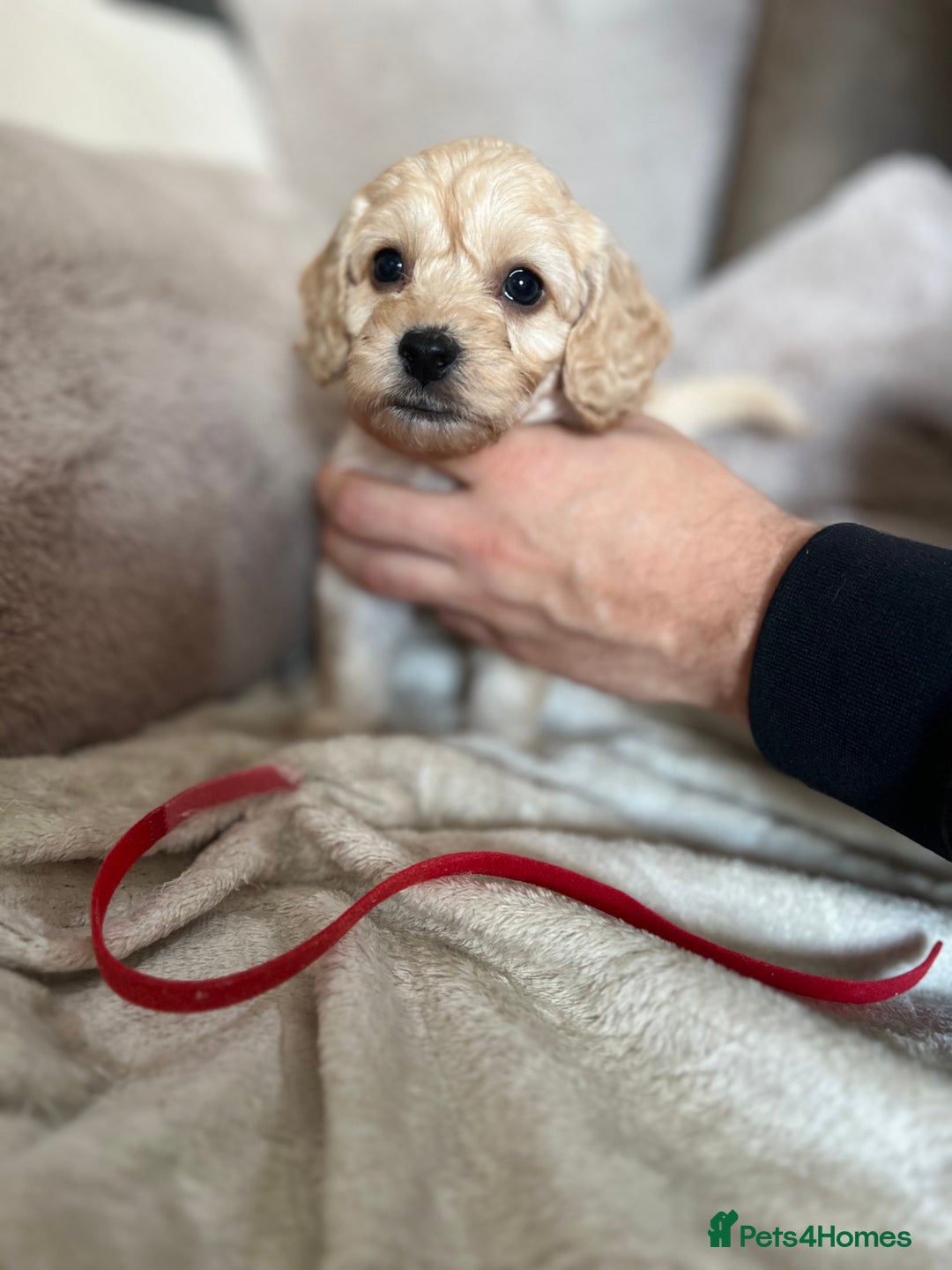 Cockapoo dogs for sale: Cockapoo puppies - Image 7