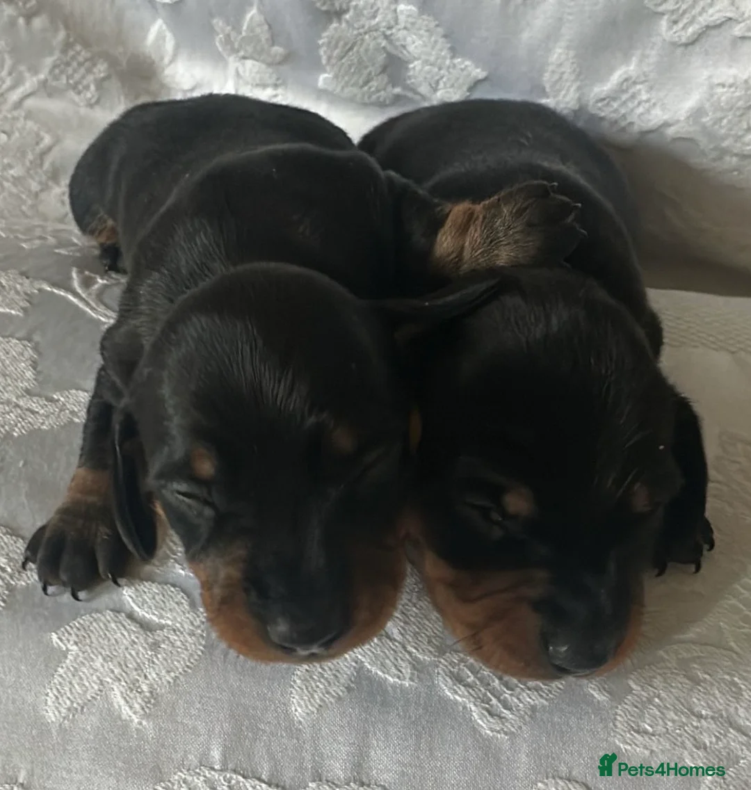 Miniature Dachshund dogs for sale: KC Black & Tan Miniature Dachshunds - Advert 2
