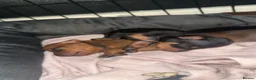 Miniature Pinscher dogs for sale: Miniature pinschers puppies  - Advert 6