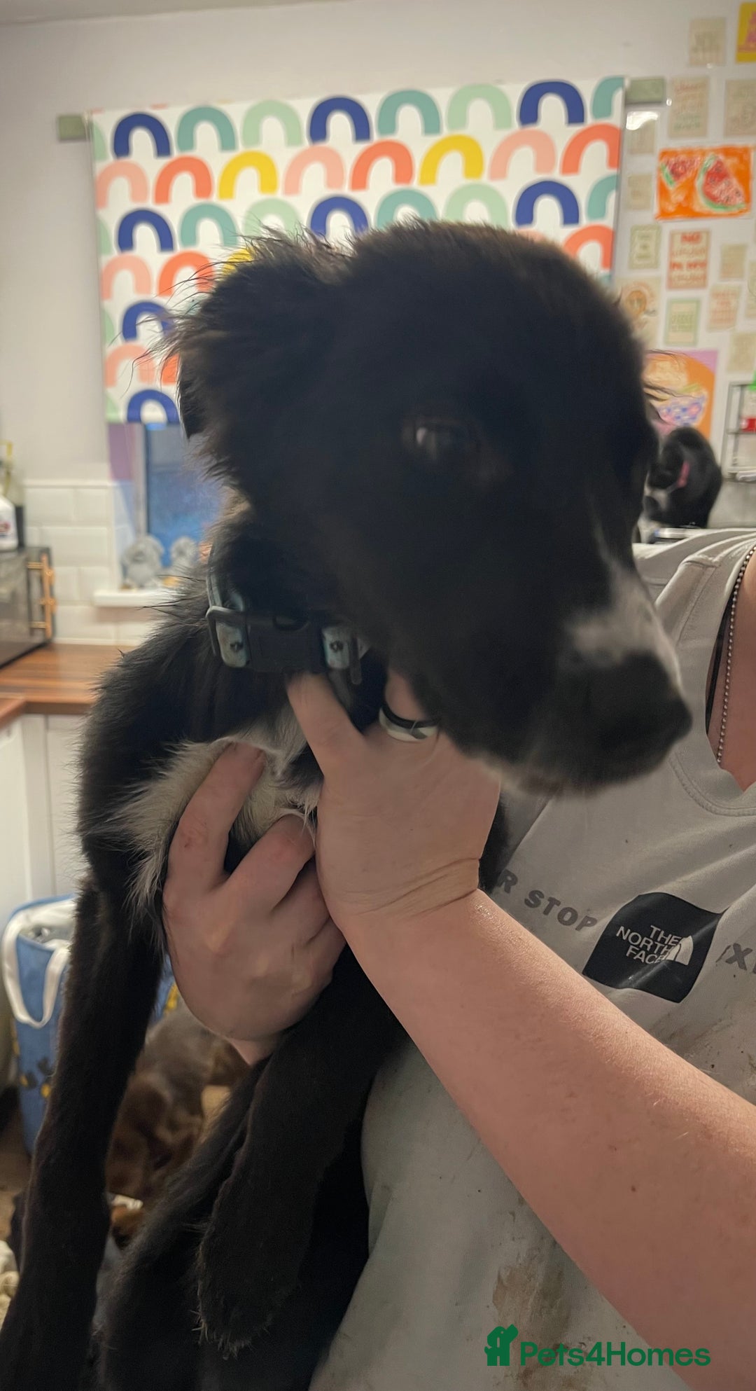 Mixed Breed dogs for sale: Collie cross pups  - Advert 10