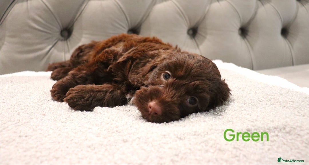 Cockapoo dogs for sale: Beautiful Cockapoos looking for their forever home - Advert 3