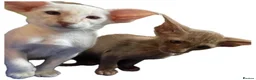 Oriental cats for sale: GCCF Oriental Kittens  - Advert 9