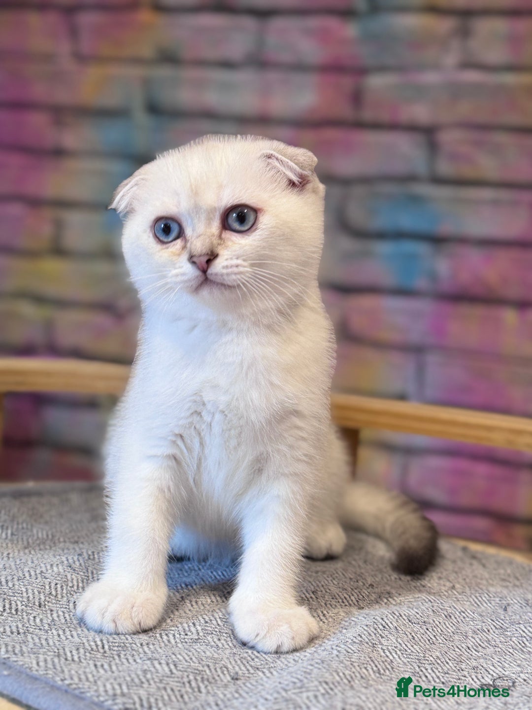 Scottish Fold cats for sale: READY 📣PEDIGREE SCOTTISH FOLD KITTENS 🐱  - Image 4