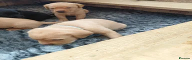Labrador Retriever 1
