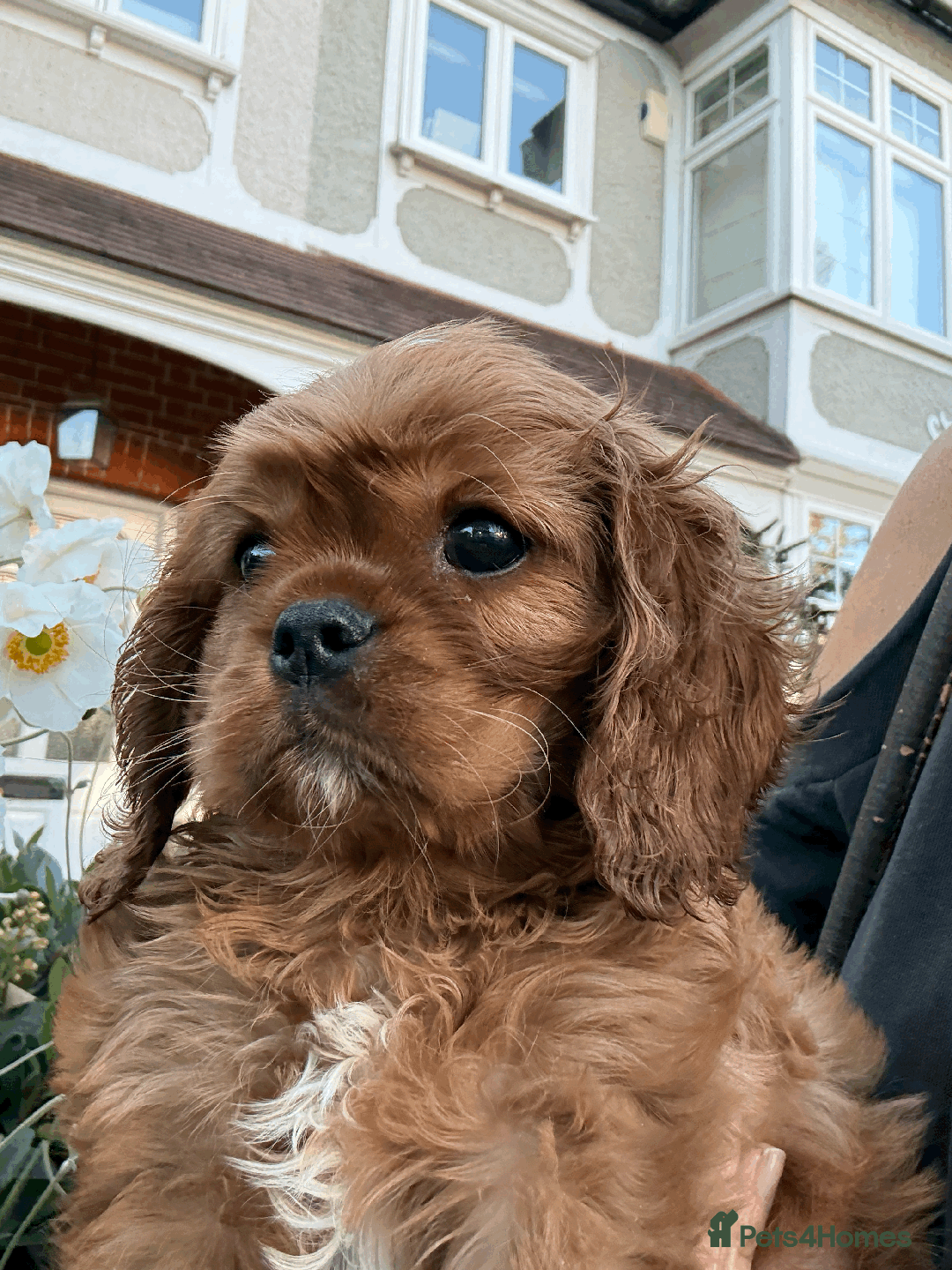 Cavalier King Charles Spaniel dogs for sale: READY NOW CavalierKingsCharlesSpaniel boy  - Image 11