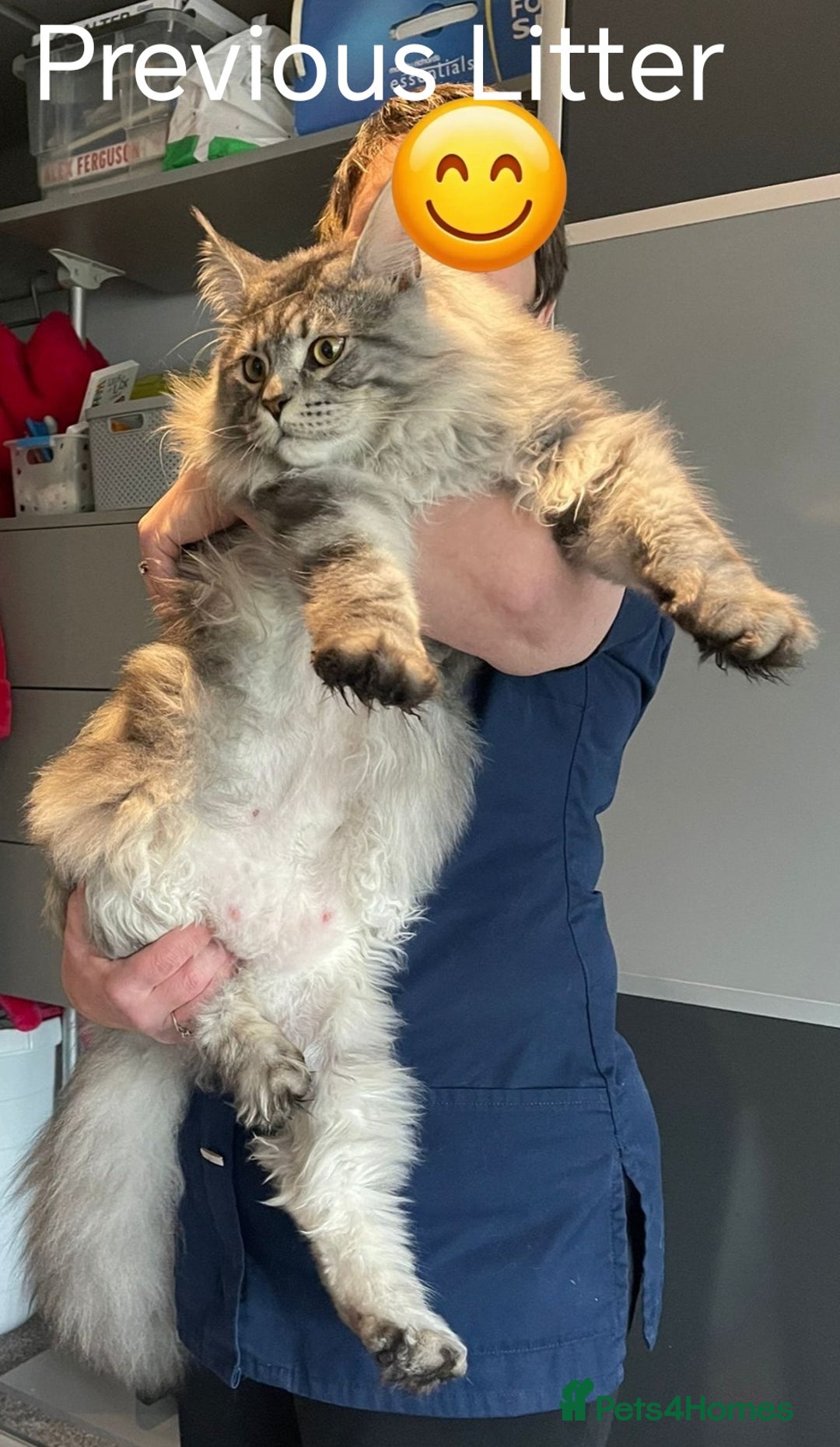 Maine Coon cats for sale: Maine Coon Kittens  - Advert 22