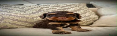 Cockapoo 2