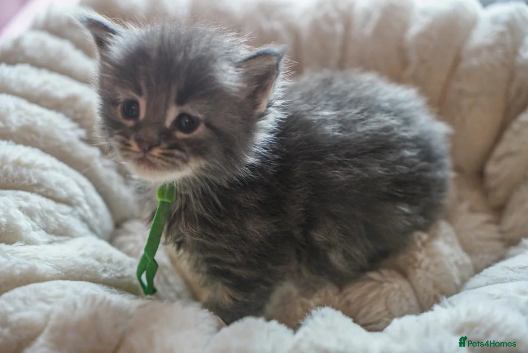 Maine Coon cats for sale: Gorgeous Mainecoon kittens ready 10th June  - Advert 2