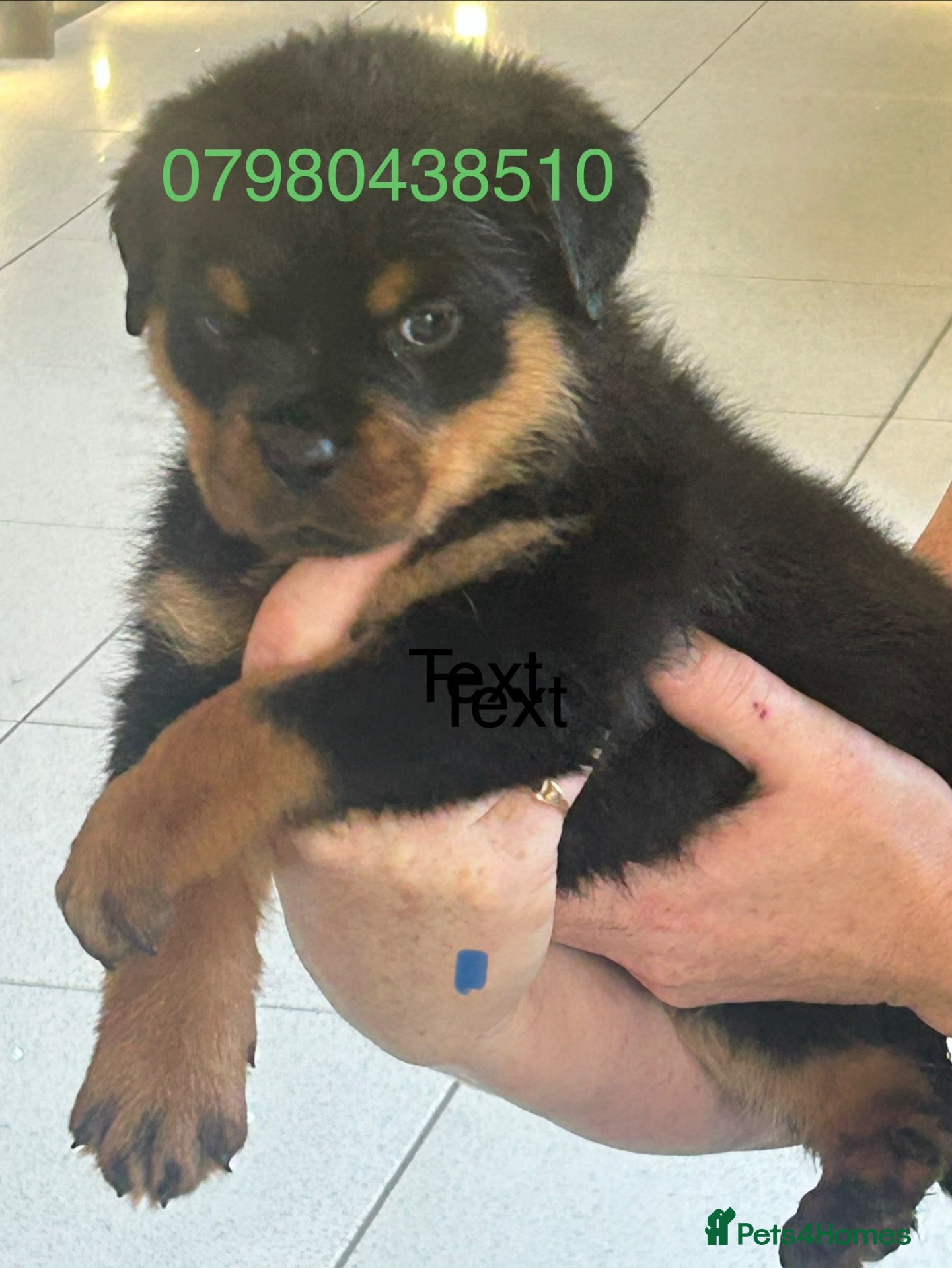 Rottweiler dogs Rottweiler pups £1500 - Advert 2