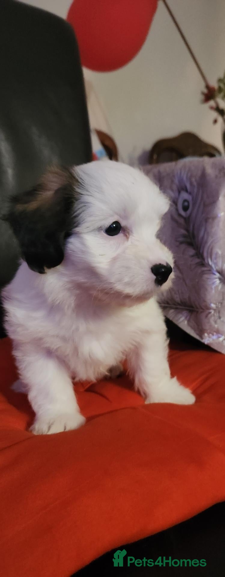 Bichon Frise dogs Bichon Frise & Bichon Maltese - Advert 2