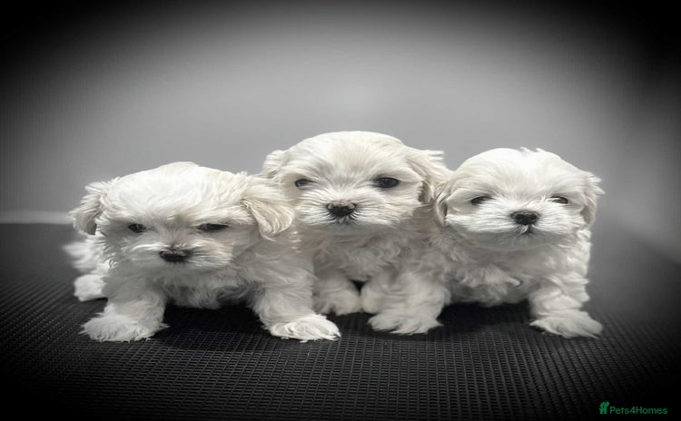 Maltese dogs - Advert 5