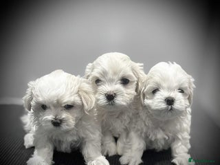 Maltese dogs KC Registered Maltese Puppies - Advert 14