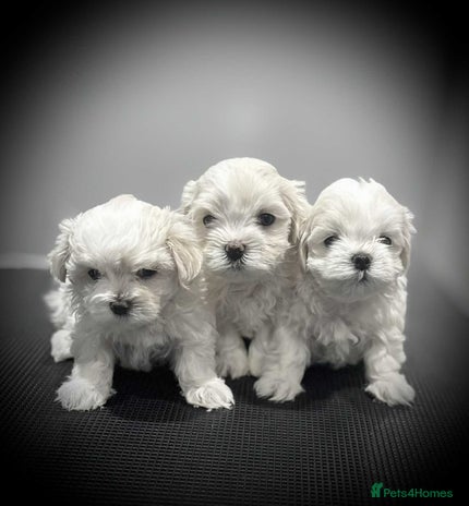 Maltese dogs - Advert 5