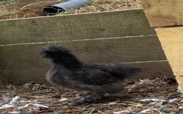 Chickens poultry for sale: Silkie Hens 14 weeks - Image 4