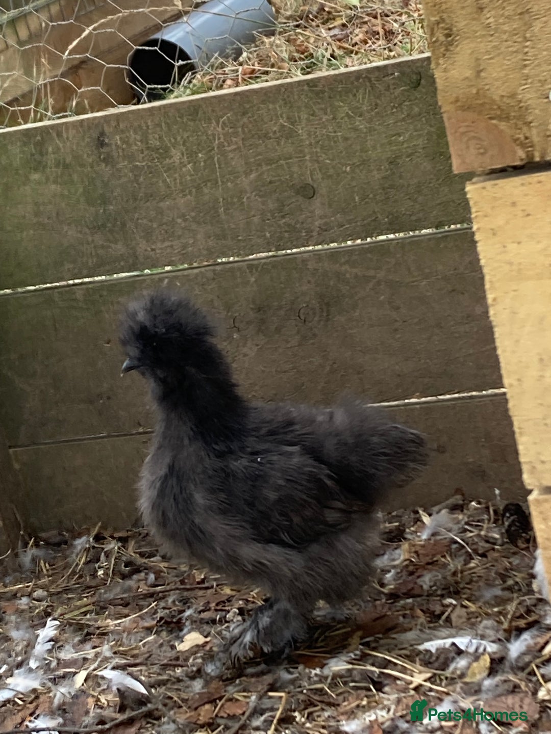Chickens poultry for sale: Silkie Hens 14 weeks - Image 4