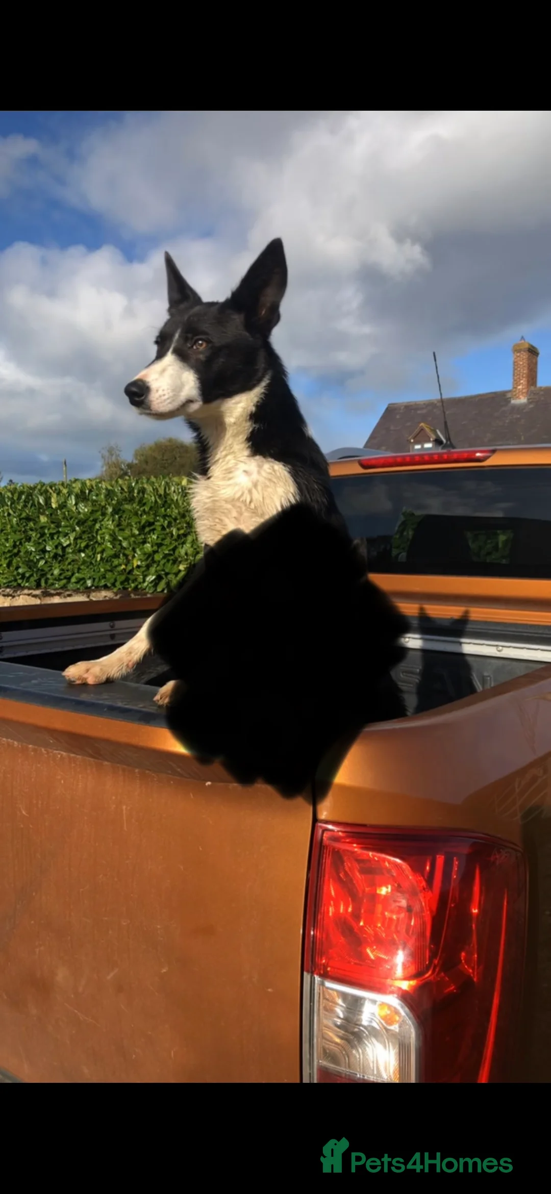 Border Collie dogs for sale: Border Collie puppies for sale - Advert 2