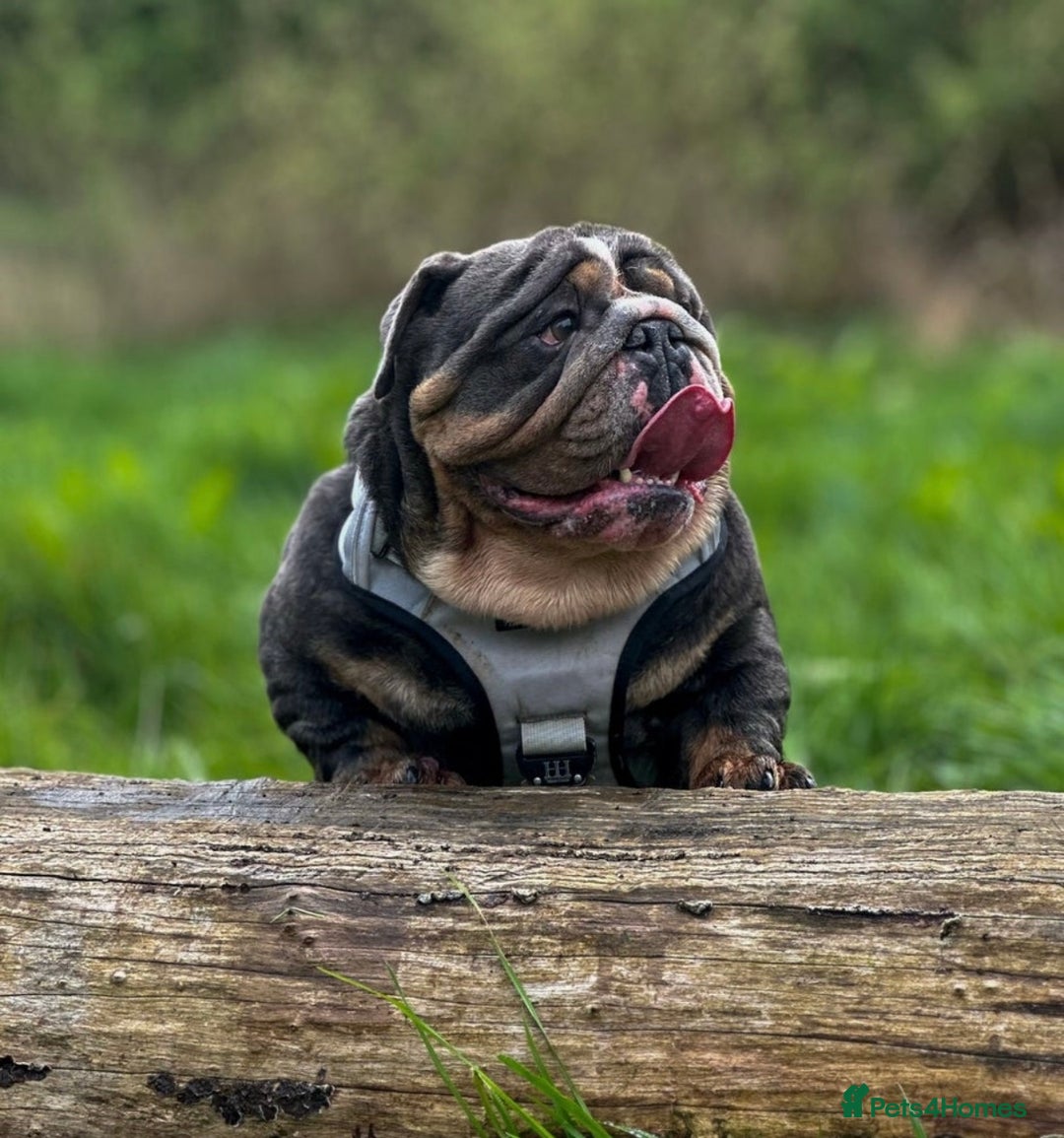 English Bulldog dogs for sale: English bulldog puppies  - Advert 9