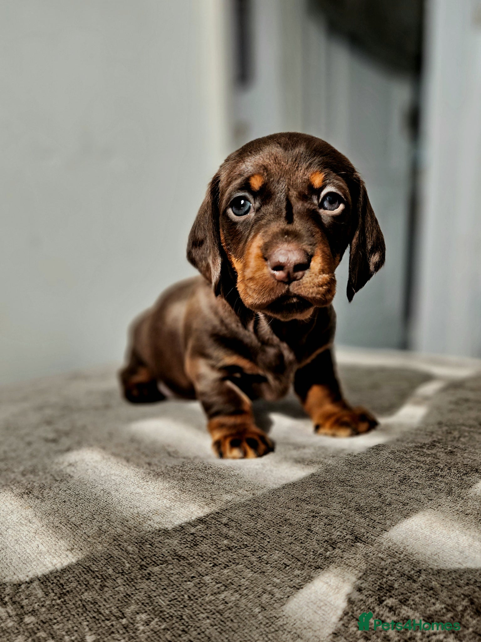 Miniature Dachshund dogs Beautiful miniature Daschunds for sale  - Advert 1