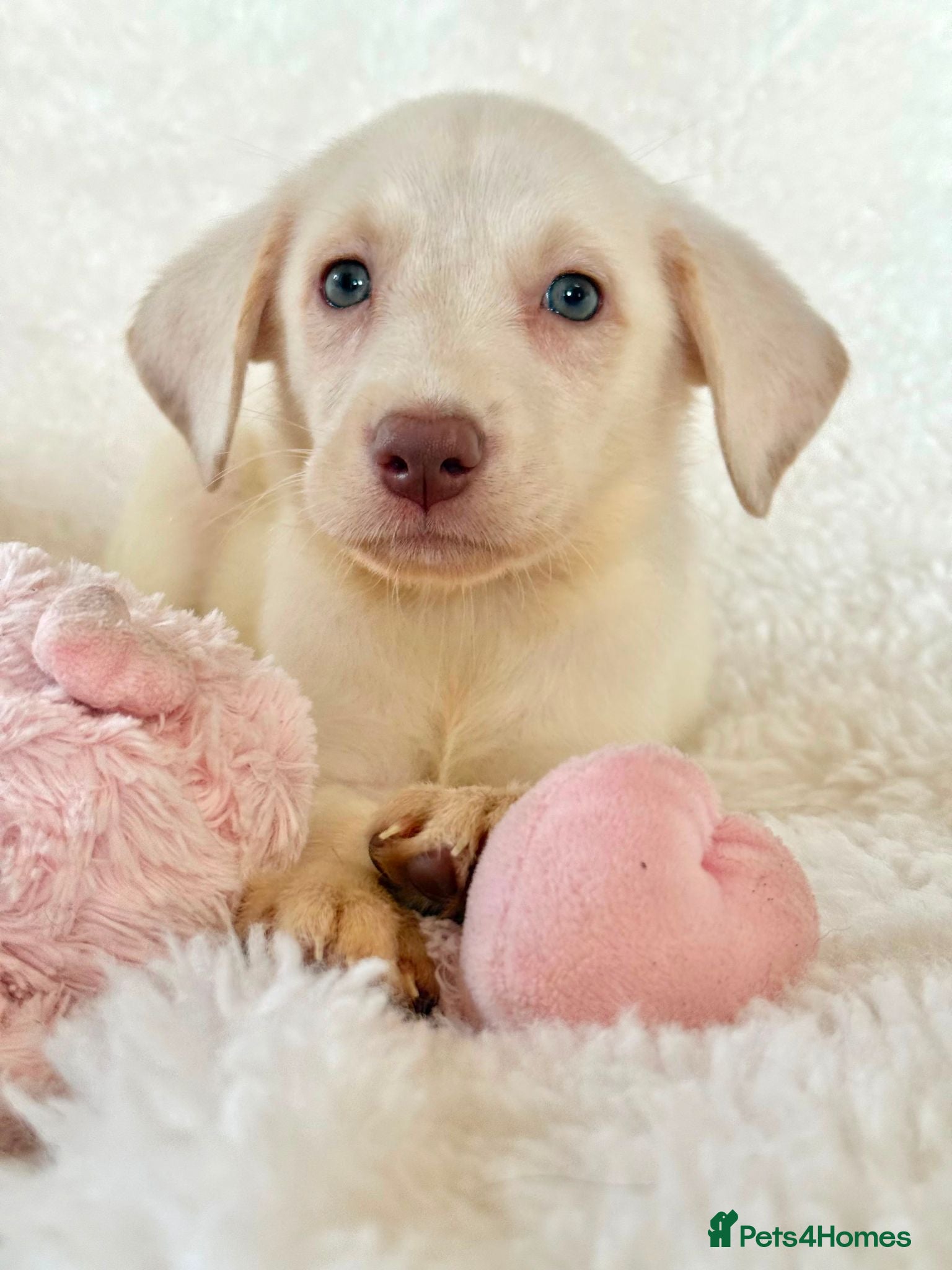 Labrador Retriever dogs Health Tested KC Registered Labrador Pups - Advert 2