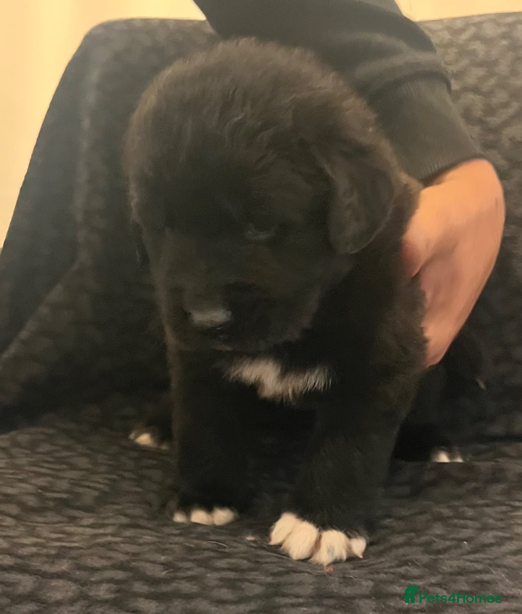 Mixed Breed dogs for sale: Black & landseer Newfoundland puppies  - Advert 32