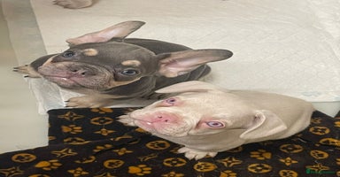 French Bulldog dogs - Advert 7