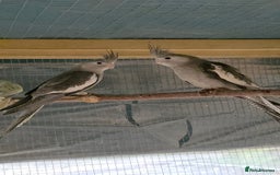 Cockatiels birds for sale: Silly hand tamed baby cockatiels for sale  - Image 19