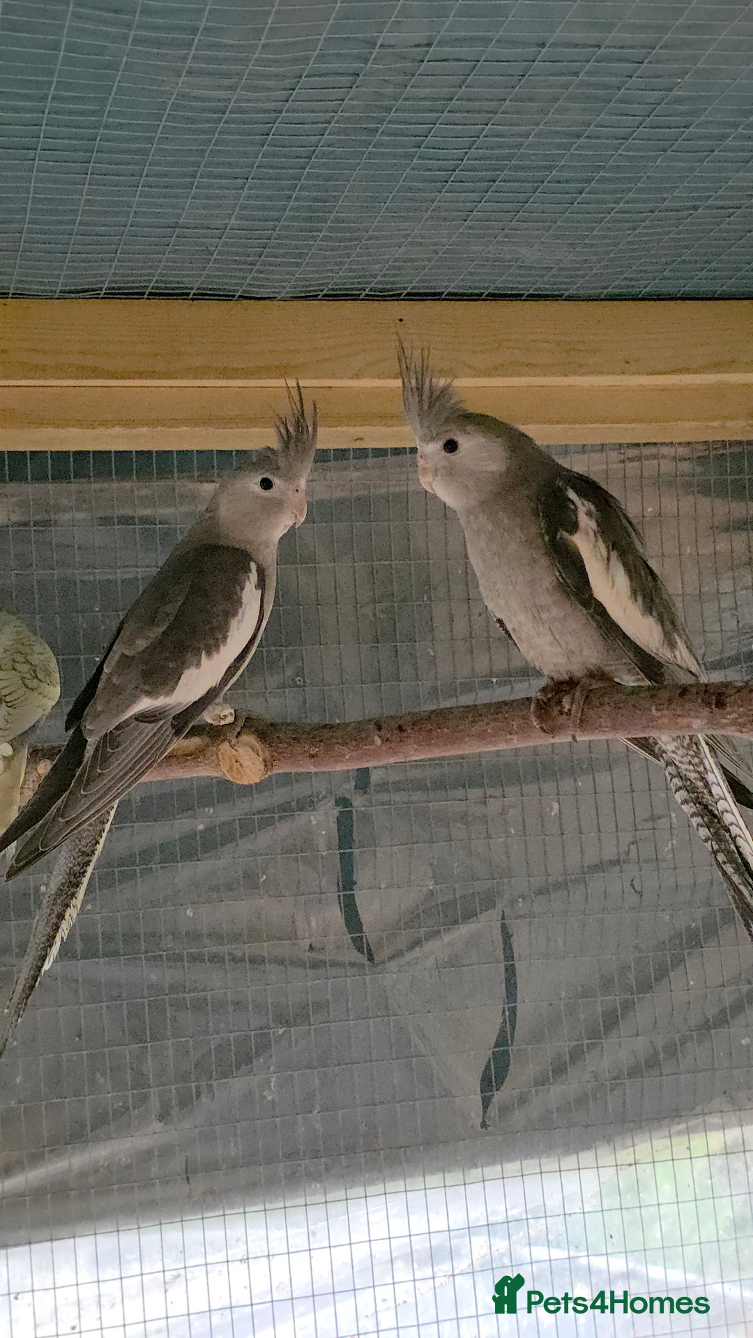 Cockatiels birds for sale: Silly hand tamed baby cockatiels for sale  - Image 19