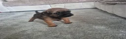 Border Terrier dogs for sale: Border terrier puppies  - Advert 8