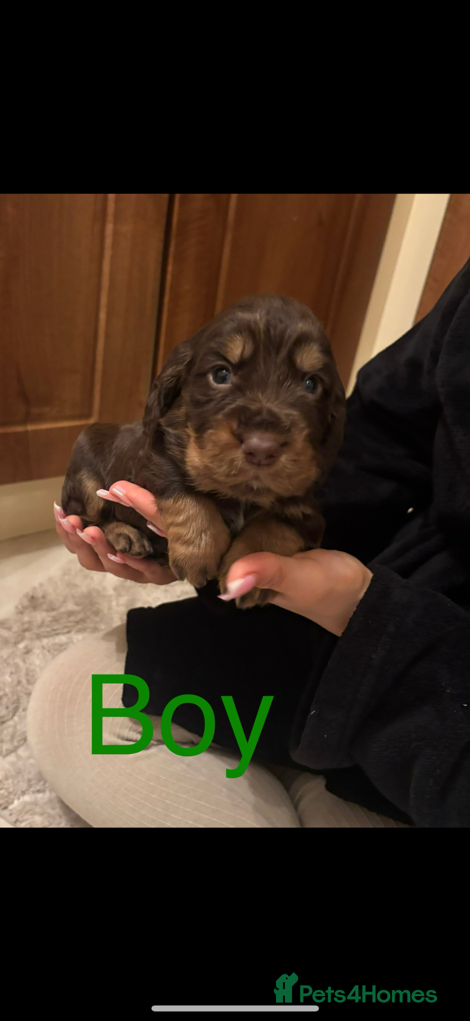 Cocker Spaniel dogs Working Cocker spaniel puppies for sale - Advert 1