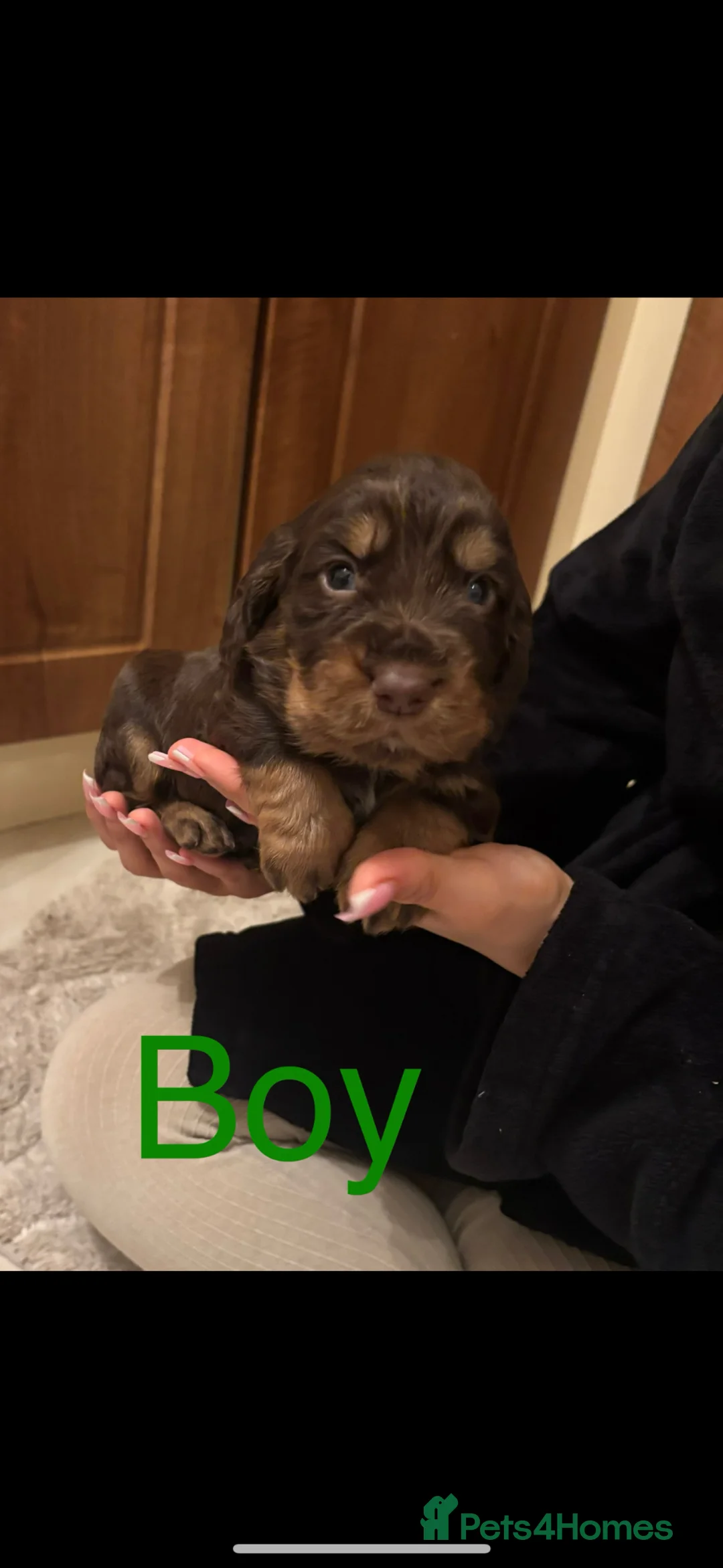 Cocker Spaniel dogs for sale: Working Cocker spaniel puppies for sale - Advert 1