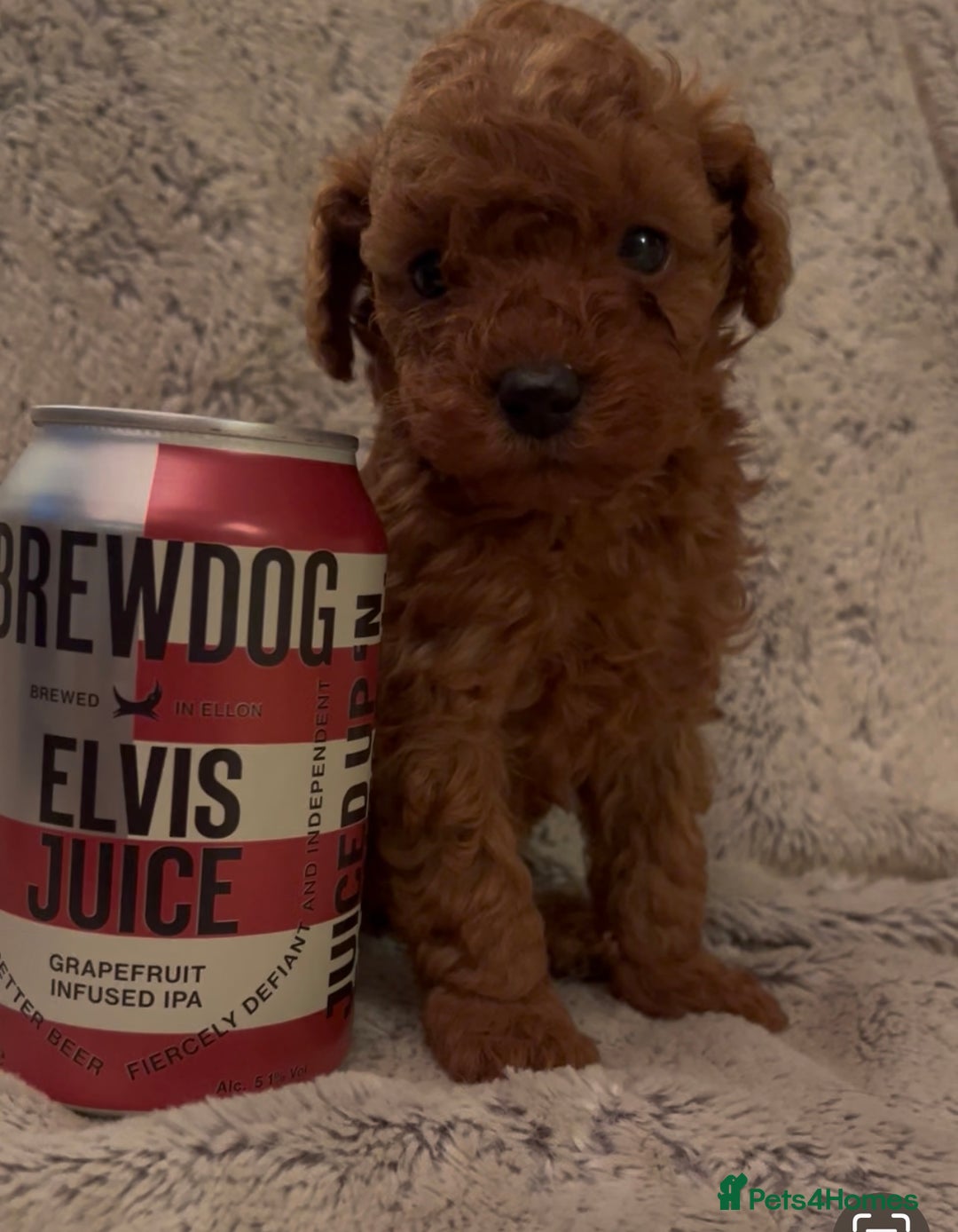 Toy Poodle dogs for sale: KC Registered Red True to Type Toy Poodle Boys  - Advert 2