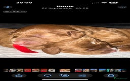 Cavapoo dogs for sale: Rare red frosted health checked Mini Cavapoo - Advert 2