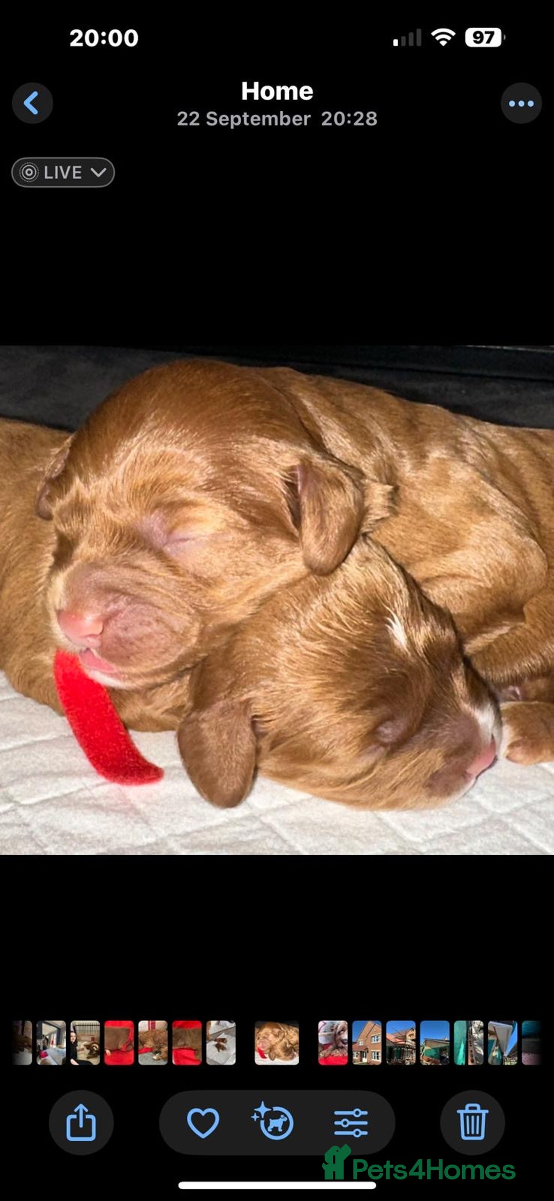 Cavapoo dogs for sale: Rare red frosted health checked Mini Cavapoo - Advert 2