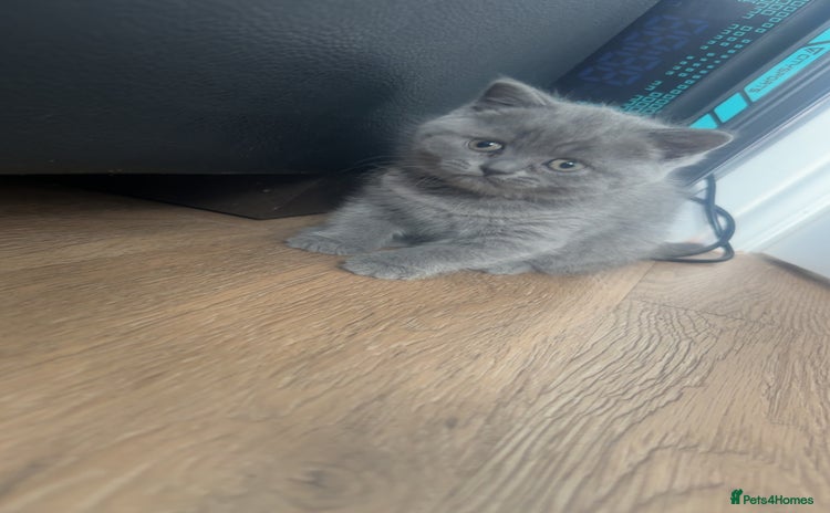 British Shorthair cats - Advert 7