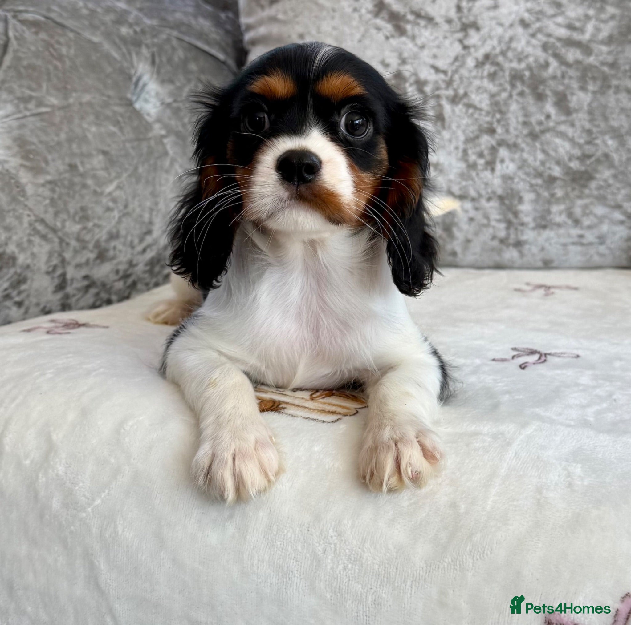 Cavalier King Charles Spaniel dogs Stunning KC registered tri girls - Advert 1