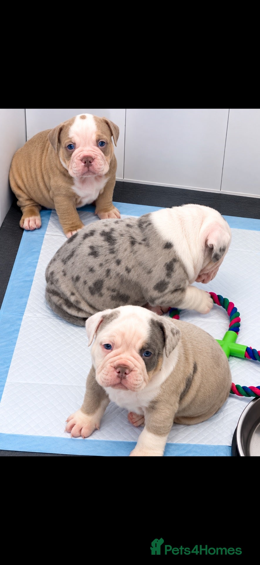 Olde English Bulldogge dogs 🍁🩵 stunning olde English pups 🩷🍁 - Advert 4