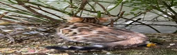 Bengal cats for sale: Show potential Bengal Boys - Advert 11