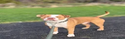 American Bully dogs for stud: Standard American bully for stud  - Advert 1