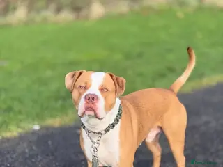 American Bully dogs Standard American bully for stud - Advert 2