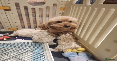 Maltipoo dogs - Advert 5